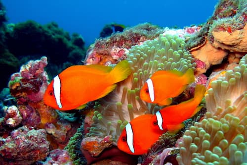 Clown fish when diving